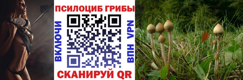 дарнет шоп  Самара  Псилоцибиновые грибы Magic Shrooms 